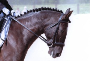 stage dressage-1